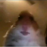 Hamster cult bibles