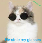 Sussy cat!