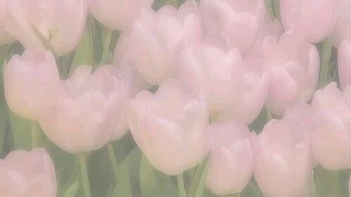 𝘐𝘵𝘦𝘮 𝘣𝘶𝘺𝘦𝘳🎀