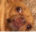 los afk means