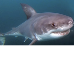 Sharks united dive into the sea ;)