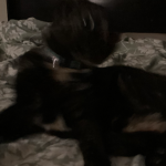 Boredom cats
