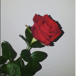 ~ sweet x roses ~