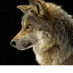 Wolf fam bois