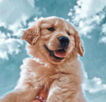 Dogs are needed for life