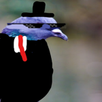 Sounder Pigeon Group