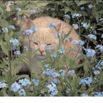 *Flowers Clothes*