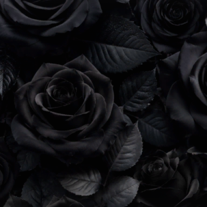 Black Roses Gothic Emo Dark Rose Scene Background 