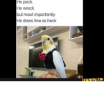 Birb Morners
