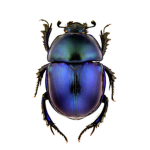 True Beetles