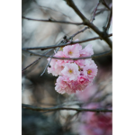 Blossom bunch!