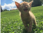 we all love KITTY'S!