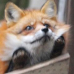Foxilines
