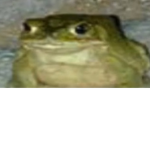 debozoz