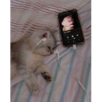 Cat<3clothes