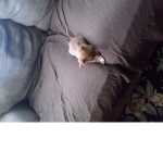 DOGE LIVE