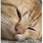 I like cat very very much