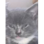 Blueberry’s cat