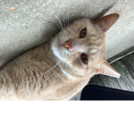 Kitty cat only
