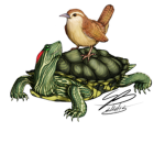 turtle/bird united