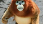 gusto monke