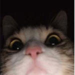 .................../