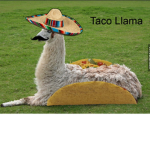 ~Taco Llama Society~