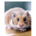 Group of hamsters