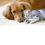 Cats and Dogs United!!