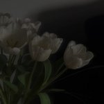 BloomingTulips