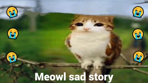 [😌NOW!☯] Meowl Sad Story