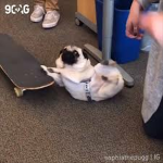 Obese Pug