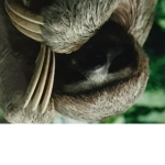 Sloth fans group
