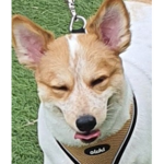 망고스틱