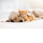 cats and dogs rule the world