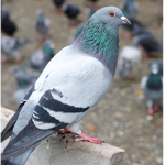 Epic Pigeon Group