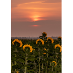 The dazzling flowers