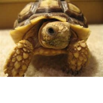 Reptiles Rise Up's Clothing