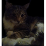 Cat love only.