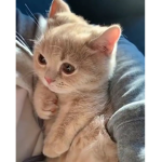 Emma’s cat group:)