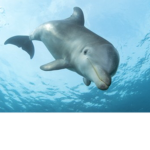 Dolphins Fan Group