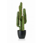 Cactus Cult.
