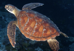 All about Sea turtles