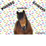 #Horse Rockers