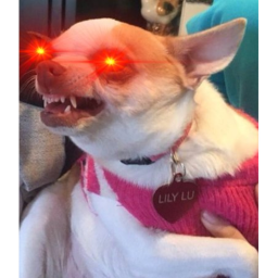 Survival Doggy the killer