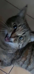 i love_pets