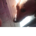 Dogsarebestboy