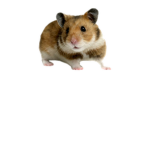 Yay for hamsters!