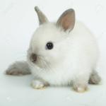 Bunny Group Forever! :3