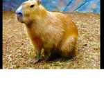 The Original Capybara Group